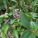 DSCN1637 - pega-pega Desmodium incanum, Fabaceae Faboideae