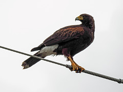 Day 5, Harris's Hawk, King Ranch, Norias Division