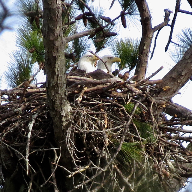 Bald eagles on nest