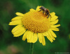 Blüte mit Biene, 2021