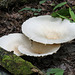 Large, white mushrooms