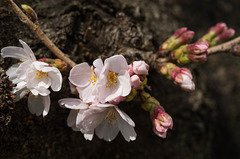 Blossoms and buds