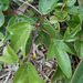 DSCN1637a - folha de maracujazinho Passiflora suberosa, Passifloraceae