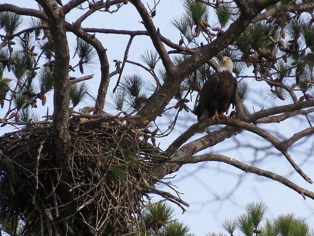 Bald eagles on nest