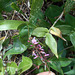 DSCN1640 - pega-pega Desmodium incanum, Fabaceae Faboideae