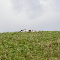 Low Flying Gull