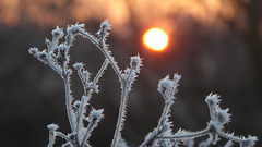 Frost und aufgehende Sonne