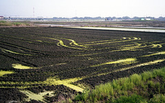 Rice paddy
