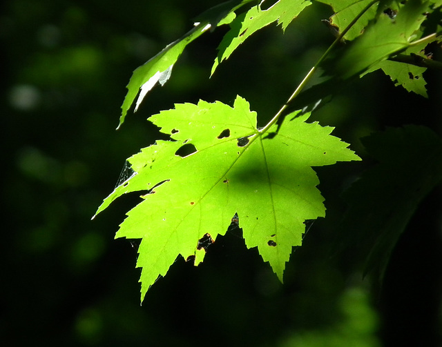 2/50 maple leaf, feuille d'érable