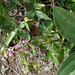 DSCN1642 - pega-pega Desmodium incanum, Fabaceae Faboideae
