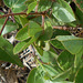 DSCN1642a - folha de maracujazinho Passiflora suberosa, Passifloraceae