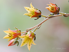 Echeveria flower