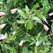 DSCN1643 - lírio-trepador ou cará-de-caboclo Bomarea edulis, Alstroemeriaceae