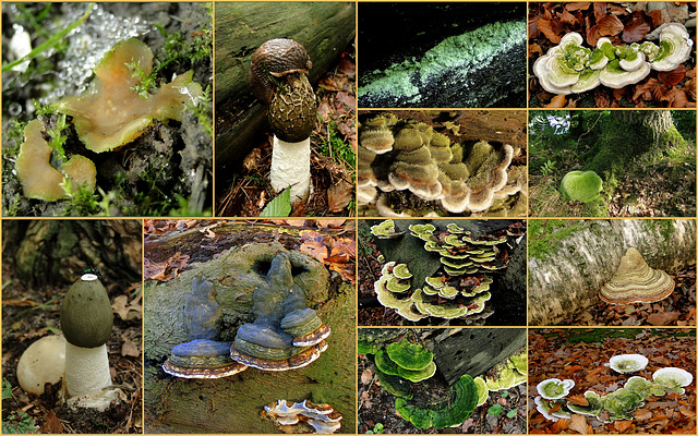Beleef de Natuur... II: Also time for some green mushrooms / fungi from the Netherlands...