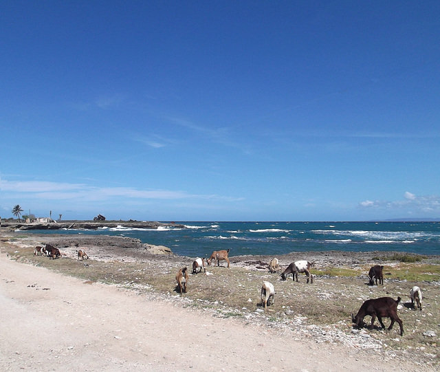 Chèvres de plage / Cabras de la playa