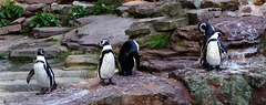 Zum Welt-Pinguin-Tag