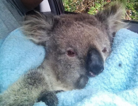 koala rescue