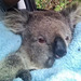 koala rescue