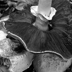 Gills on a field mushroom