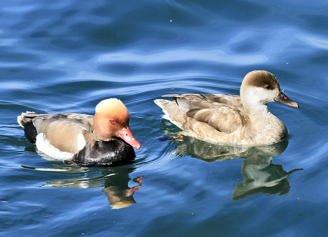Entenpaar auf dem Bodensee