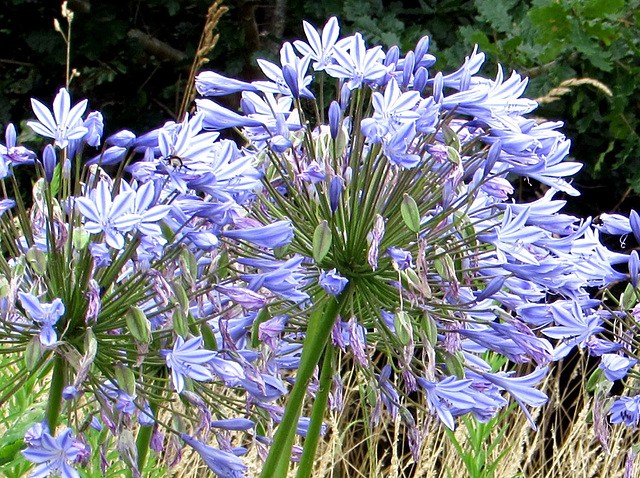 Agapanthus In the Grass.