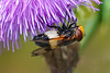Keine Angst: Es ist nur eine große Waldschwebfliege - Don't worry: it's just a large pellucid fly