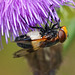 Keine Angst: Es ist nur eine große Waldschwebfliege - Don't worry: it's just a large pellucid fly