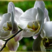 Enlightened orchids. ©UdoSm