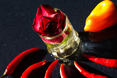 Rose 22/50 : Lady Rose of Pepperred