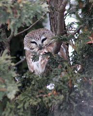 petite nyctale / northern saw-whet owl