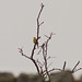 Male Yellowhammer singing "A little bit of bread an no cheese" (so they say)