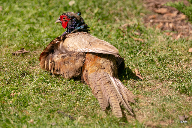 What are you staring at - have you never seen a pheasant sunbathing?