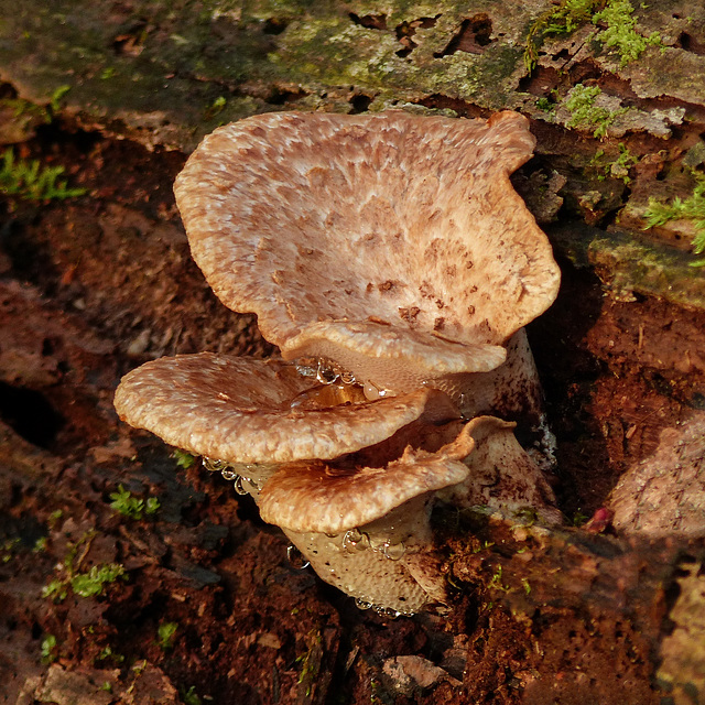 Day 3, fungus, Pt Pelee, Ontario