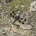 Common whitetail (F)