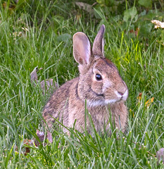 garden rabbit DSC 9949 edited edited