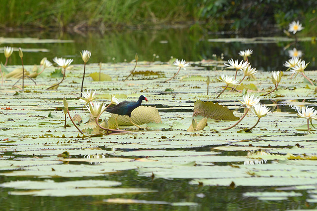 Guatemala, The Common Gallinula Running on Water Lilies
