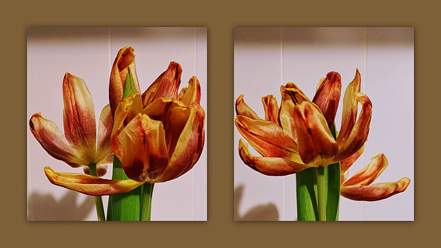 welkende Tulpen - wilting tulips