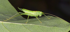 Grasshopper Nymph (+PiP)
