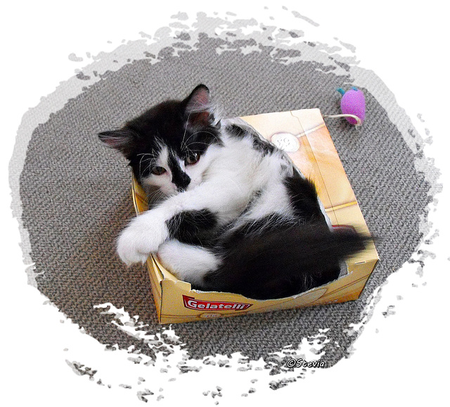 Katzen, ihre Kisten und das Hineinkriechen... (siehe auch PIP!) ;-)
