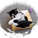 Katzen, ihre Kisten und das Hineinkriechen... (siehe auch PIP!) ;-)