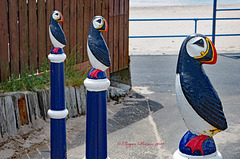 Puffin Post, HFF