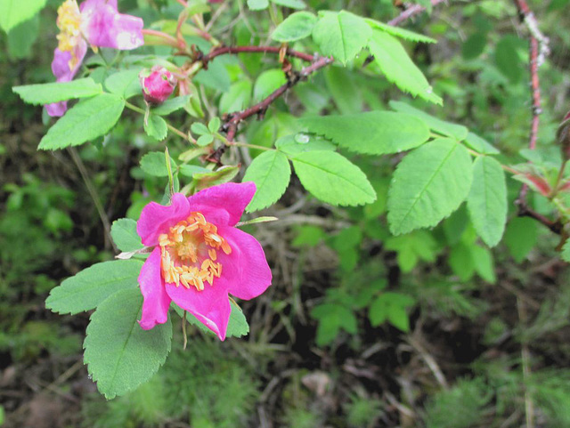 First wild roses of the season