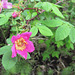 First wild roses of the season
