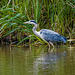 Heron at Burton wetlandss45