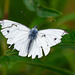 Very worn Veined White Butterfly