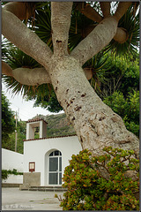 Drachenbaum in Las Bodegas