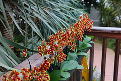 Orchidee Doritaenopsis Esmee - HFF und ein schönes Winterwochenende