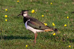 Lapwing and Buttercups