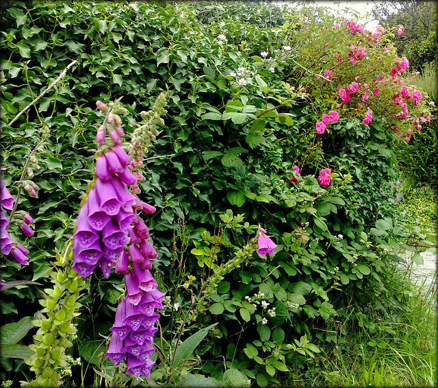 Foxgloves, brambles and roses