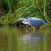 Heron at Burton wetlandsv45